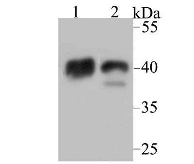Western Blot: NDRG2 Antibody [NBP2-76951] - Western blot analysis of NDRG2 on mouse brain (1) and mouse skeletal muscle (2) tissue lysate using anti-NDRG2 antibody at 1/1,000 dilution.
