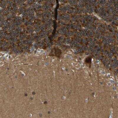 Immunohistochemistry-Paraffin: NDRG3 Antibody [NBP1-86054] - Staining of human cerebellum shows strong cytoplasmic positivity in purkinje cells and in cells of granular layer.