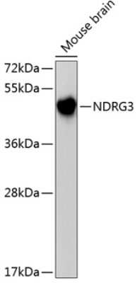 Western Blot: NDRG3 Antibody [NBP3-04181] - Analysis of extracts of mouse brain, using NDRG3 antibody . Secondary antibody: HRP Goat Anti-Rabbit IgG (H+L) at 1:10000 dilution. Lysates/proteins: 25ug per lane. Blocking buffer: 3% nonfat dry milk in TBST.