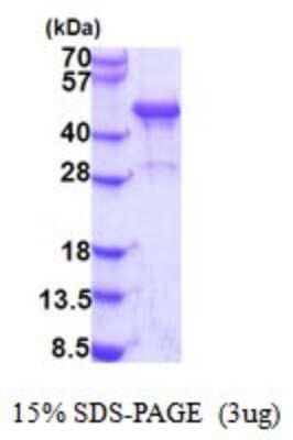 SDS-Page: NDRG3 Recombinant Protein [NBP2-51852] - 15% SDS Page (3 ug)