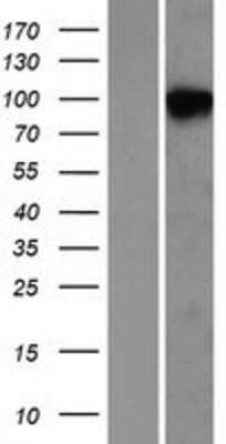 Western Blot: NDST2 Overexpression Lysate (Adult Normal) [NBP2-07972] Left-Empty vector transfected control cell lysate (HEK293 cell lysate); Right -Over-expression Lysate for NDST2.