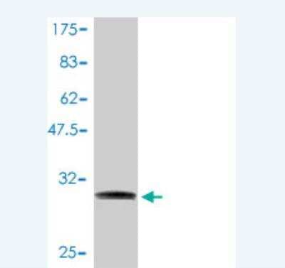 Western Blot: NDUFA1 Antibody (3B9-1A1) [H00004694-M01] - Detection against Immunogen (30.91 KDa) .