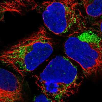 Immunocytochemistry/Immunofluorescence: NDUFA1 Antibody [NBP2-56788] - Staining of human cell line HEK 293 shows localization to cytosol & mitochondria.