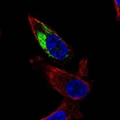 Immunocytochemistry/ Immunofluorescence NDUFA11 Antibody