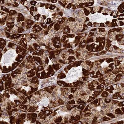 Immunohistochemistry-Paraffin: NDUFA3 Antibody [NBP1-92170] - Staining of human stomach, upper shows strong granular cytoplasmic positivity in glandular cells.