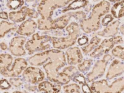 Immunohistochemistry-Paraffin: NDUFA3 Antibody [NBP2-98152] - Immunochemical staining of human NDUFA3 in human kidney with rabbit polyclonal antibody at 1:100 dilution, formalin-fixed paraffin embedded sections.