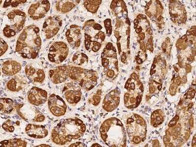 Immunohistochemistry-Paraffin: NDUFA3 Antibody [NBP2-98152] - Immunochemical staining of human NDUFA3 in human stomach with rabbit polyclonal antibody at 1:100 dilution, formalin-fixed paraffin embedded sections.