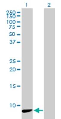 Western Blot: NDUFA3 Antibody [H00004696-B01P] - Analysis of NDUFA3 expression in transfected 293T cell line by NDUFA3 polyclonal antibody.  Lane 1: NDUFA3 transfected lysate(9.24 KDa). Lane 2: Non-transfected lysate.