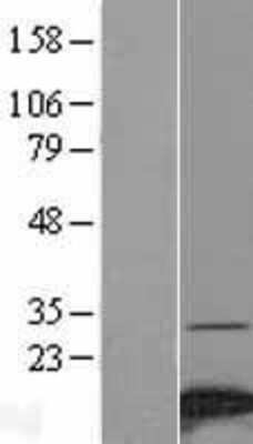 Western Blot NDUFA4 Overexpression Lysate