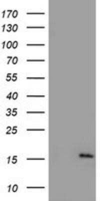 Western Blot: NDUFA5 Antibody (OTI1E8) - Azide and BSA Free [NBP2-72904] - HEK293T cells were transfected with the pCMV6-ENTRY control (Left lane) or pCMV6-ENTRY NDUFA5 (Right lane) cDNA for 48 hrs and lysed. Equivalent amounts of cell lysates (5 ug per lane) were separated by SDS-PAGE and immunoblotted with anti-NDUFA5.