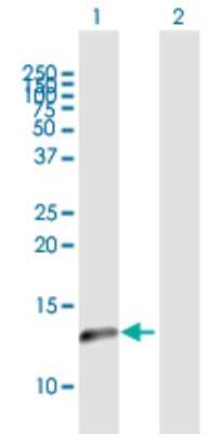 Western Blot: NDUFA5 Antibody [H00004698-B01P] - Analysis of NDUFA5 expression in transfected 293T cell line by NDUFA5 polyclonal antibody.  Lane 1: NDUFA5 transfected lysate(12.76 KDa). Lane 2: Non-transfected lysate.
