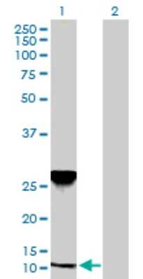 Western Blot: NDUFA5 Antibody [H00004698-D01P] - Analysis of NDUFA5 expression in transfected 293T cell line by NDUFA5 polyclonal antibody.Lane 1: NDUFA5 transfected lysate(13.50 KDa).Lane 2: Non-transfected lysate.