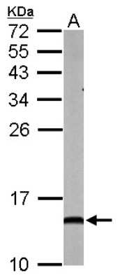 Western Blot: NDUFA5 Antibody [NBP1-33504] - Sample (50 ug of whole cell lysate) A: mouse brain 15% SDS PAGE; antibody diluted at 1:1000.