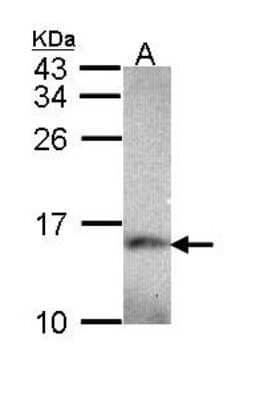 Western Blot: NDUFA5 Antibody [NBP1-33504] - Sample (30 ug of whole cell lysate) A: Hep G2 15% SDS PAGE; antibody diluted at 1:1000.