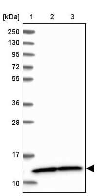 Western Blot: NDUFA5 Antibody [NBP1-88933] - Lane 1: Marker  [kDa] 250, 130, 95, 72, 55, 36, 28, 17, 10.  Lane 2: Human cell line RT-4.  Lane 3: Human cell line U-251MG