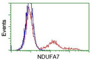 Flow Cytometry: NDUFA7 Antibody (2G4) [NBP2-00564] - HEK293T cells transfected with either overexpression plasmid (Red) or empty vector control plasmid (Blue) were immunostained by anti-NDUFA7 antibody, and then analyzed by flow cytometry.