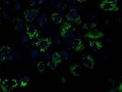 Immunocytochemistry/Immunofluorescence: NDUFA7 Antibody (2G4) [NBP2-00564] - Staining of COS7 cells transiently transfected by pCMV6-ENTRY NDUFA7.