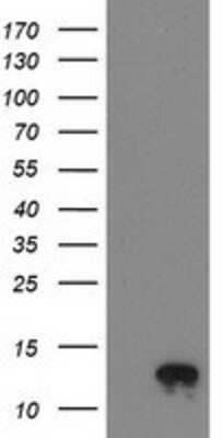 Western Blot: NDUFA7 Antibody (2G4) [NBP2-00564] - HEK293T cells were transfected with the pCMV6-ENTRY control (Left lane) or pCMV6-ENTRY NDUFA7 (Right lane) cDNA for 48 hrs and lysed. Equivalent amounts of cell lysates (5 ug per lane) were separated by SDS-PAGE and immunoblotted with anti-NDUFA7.