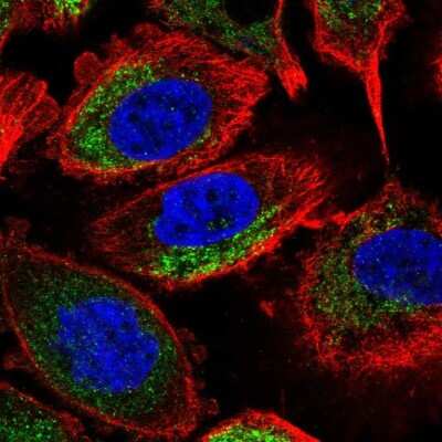 <b>Orthogonal Strategies Validation. </b>Immunocytochemistry/Immunofluorescence: NDUFA7 Antibody [NBP2-31758] - Staining of human cell line PC-3 shows localization to mitochondria. Antibody staining is shown in green.