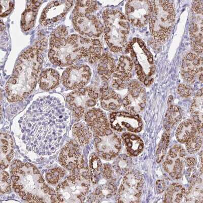 Immunohistochemistry-Paraffin: NDUFA7 Antibody [NBP2-31758] - Staining of human kidney shows moderate cytoplasmic positivity in cells in tubules.