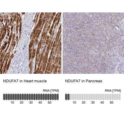 <b>Orthogonal Strategies Validation. </b>Immunohistochemistry-Paraffin: NDUFA7 Antibody [NBP2-31758] - Analysis in human heart muscle and pancreas tissues. Corresponding RNA-seq data are presented for the same tissues.