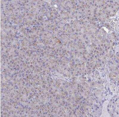 Immunohistochemistry-Paraffin: NDUFA7 Antibody [NBP2-31758] - Staining of human pancreas shows weak positivity in exocrine glandular cells.