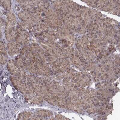 Immunohistochemistry-Paraffin: NDUFA7 Antibody [NBP2-57928] - Staining of human pancreas shows low expression as expected.