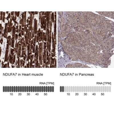 <b>Orthogonal Strategies Validation. </b>Immunohistochemistry-Paraffin: NDUFA7 Antibody [NBP2-57928] - Staining in human heart muscle and pancreas tissues using anti-NDUFA7 antibody. Corresponding NDUFA7 RNA-seq data are presented for the same tissues.