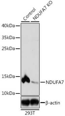 <b>Genetic Strategies Validation. </b>Knockout Validated: NDUFA7 Antibody [NBP3-03240] - Analysis of extracts from normal (control) and NDUFA7 knockout (KO) 293T cells, using NDUFA7 antibody at 1:1000 dilution. Secondary antibody: HRP Goat Anti-Rabbit IgG (H+L) at 1:10000 dilution. Lysates/proteins: 25ug per lane. Blocking buffer: 3% nonfat dry milk in TBST. Detection: ECL Basic Kit .