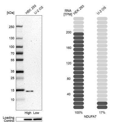 Western Blot: NDUFA7 Antibody [NBP2-31758] - Analysis in human cell line HEK 293 and human cell line U-2 OS.