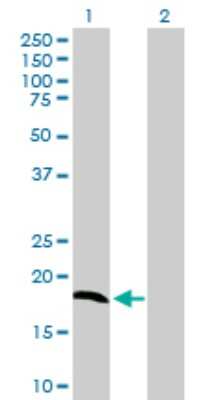 Western Blot: NDUFA8 Antibody [H00004702-B01P] - Analysis of NDUFA8 expression in transfected 293T cell line by NDUFA8 polyclonal antibody.  Lane 1: NDUFA8 transfected lysate(18.92 KDa). Lane 2: Non-transfected lysate.