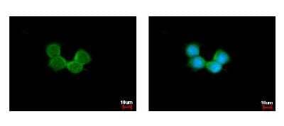 Immunocytochemistry/Immunofluorescence: NDUFAB1 Antibody [NBP2-19502] - Sample: A431 cells were fixed in iced-cold MeOH for 5 min. Green: NDUFAB1 protein stained by NDUFAB1 antibody diluted at 1:500. Blue: Hoechst 33342 staining.