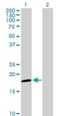 Western Blot: NDUFAB1 Antibody [H00004706-D01P] - Analysis of NDUFAB1 expression in transfected 293T cell line by NDUFAB1 polyclonal antibody.Lane 1: NDUFAB1 transfected lysate(17.40 KDa).Lane 2: Non-transfected lysate.