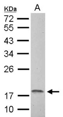 Western Blot: NDUFAB1 Antibody [NBP2-19502] - 30 ug C8D30 whole cell lysate/extract 12 % SDS-PAGE NDUFAB1 antibody dilution: 1:1000.
