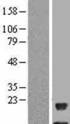 Western Blot: NDUFAB1 Overexpression Lysate (Adult Normal) [NBL1-13547] Left-Empty vector transfected control cell lysate (HEK293 cell lysate); Right -Over-expression Lysate for NDUFAB1.