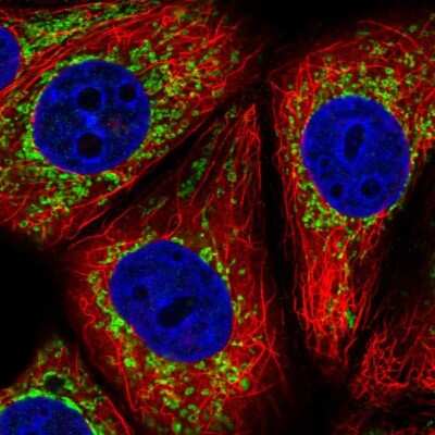 <b>Independent Antibodies Validation. </b>Immunocytochemistry/Immunofluorescence: NDUFAF2 Antibody [NBP2-56048] - Staining of human cell line MCF7 shows localization to mitochondria.