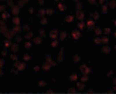 Immunofluorescence: NDUFAF2 Antibody [NBP1-72135] - Immunofluorescence of Mimitin in Raji cells with Mimitin antibody at 20 ug/ml.