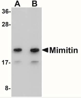 Western Blot: NDUFAF2 Antibody [NBP2-41116] - Analysis of Mimitin in Raji cell lysate with Mimitin antibody at (A) 1 and (B) 2 ug/mL.