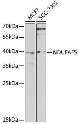 Western Blot NDUFAF5 Antibody - BSA Free