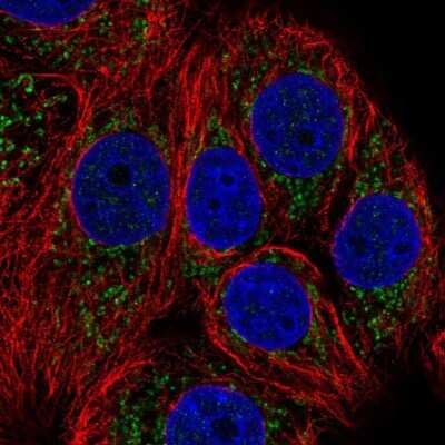 Immunocytochemistry/Immunofluorescence: NDUFB1 Antibody [NBP2-57170] - Staining of human cell line MCF7 shows localization to mitochondria.