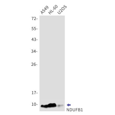Western Blot NDUFB1 Antibody (S04-4H3)