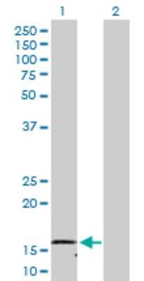 Western Blot: NDUFB1 Antibody [H00004707-D01P] - Analysis of NDUFB1 expression in transfected 293T cell line by NDUFB1 polyclonal antibody.Lane 1: NDUFB1 transfected lysate(11.90 KDa).Lane 2: Non-transfected lysate.