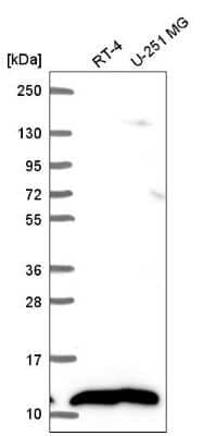 Western Blot NDUFB1 Antibody - BSA Free