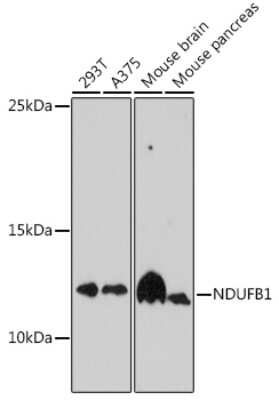 Western Blot NDUFB1 Antibody - Azide and BSA Free
