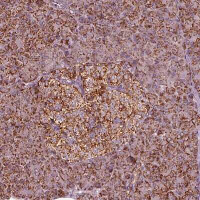 Immunohistochemistry-Paraffin: NDUFB10 Antibody [NBP2-57790] - Staining of human pancreas shows low expression as expected.