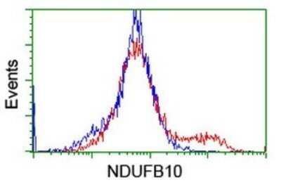 Flow Cytometry: NDUFB10 Antibody (OTI1H6) - Azide and BSA Free [NBP2-72915] - Analysis of HEK293T cells transfected with either overexpress plasmid(Red) or empty vector control plasmid(Blue) were immunostaining by NDUFB10 antibody.