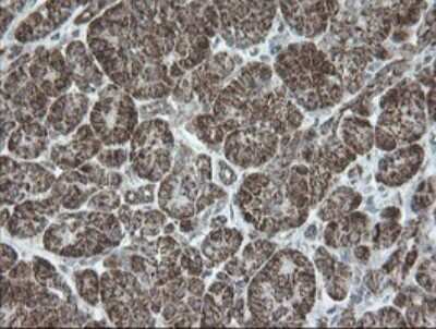 Immunohistochemistry: NDUFB10 Antibody (OTI1H6) [NBP2-46118] - Analysis of Human pancreas tissue.