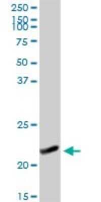 Western Blot: NDUFB10 Antibody [H00004716-D01P] - Analysis of NDUFB10 expression in mouse kidney.