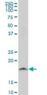 Western Blot: NDUFB11 Antibody (4B2) [H00054539-M08] - Analysis of NDUFB11 expression in HepG2 (Cat # L019V1).