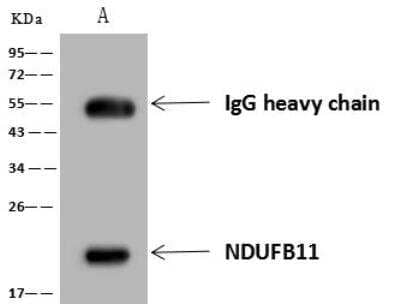 Immunoprecipitation: NDUFB11 Antibody [NBP3-12681] - Lane A:0.5 mg HeLa Whole Cell Lysate4 uL anti-NDUFB11 rabbit polyclonal antibody and 60 ug of Immunomagnetic beads Protein A/G.Primary antibody:Anti-NDUFB11 rabbit polyclonal antibody,at 1:100 dilution Secondary antibody:Goat Anti-Rabbit IgG (H+L)/HRP at 1/10000 dilutionDeveloped using the ECL technique.Performed under reducing conditions.Predicted band size: 17 kDaObserved band size :19 kDa